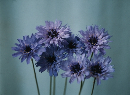 Picture for category Catananche