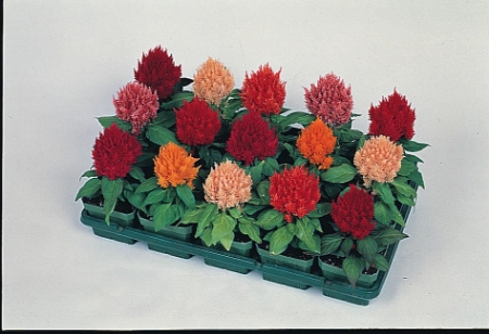 Picture for category Celosia