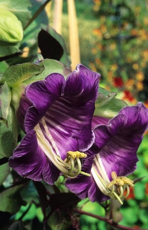 Picture for category Cobaea