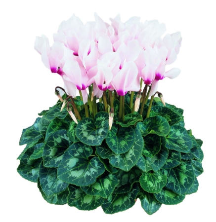 Picture for category Cyclamen