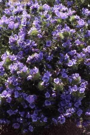 Picture for category Echium