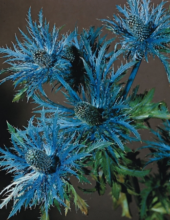 Picture for category Eryngium