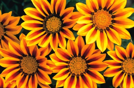 Picture for category Gazania