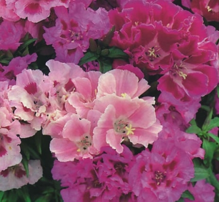 Picture for category Godetia