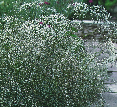Picture for category Gypsophila