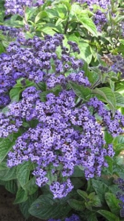 Picture for category Heliotropium