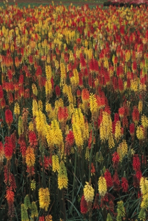 Picture for category Kniphofia