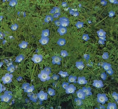Picture for category Nemophila
