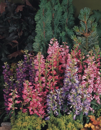 Picture for category Penstemon