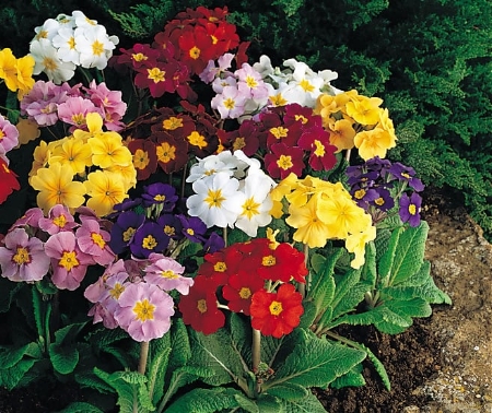 Picture for category Polyanthus