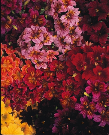 Picture for category Salpiglossis