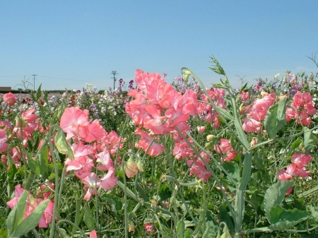 Picture for category Flo T - Z