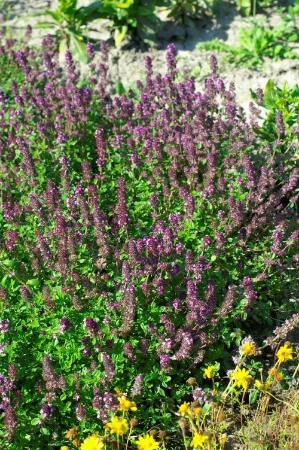 Picture for category Thymus