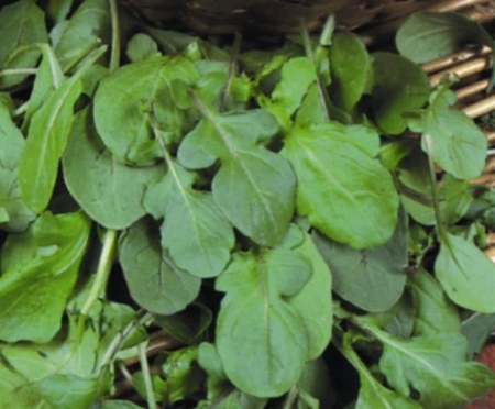 Picture for category Organic Salad Leaves