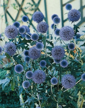 Picture for category Echinops