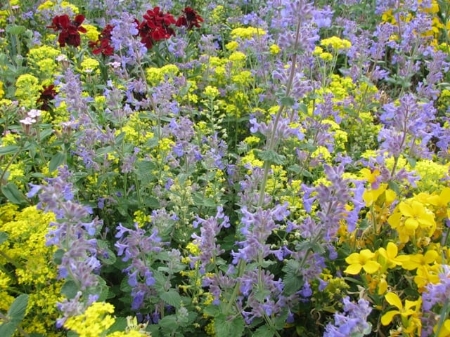 Picture for category Nepeta