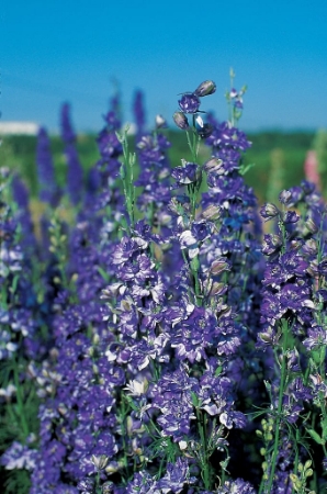 Picture for category Larkspur