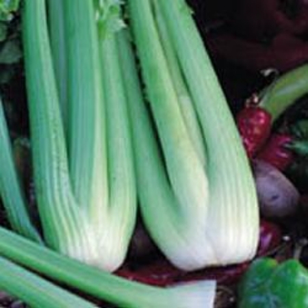 Picture for category Organic Celery