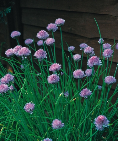 Picture for category Organic Chives