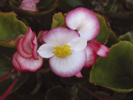 Picture for category Begonia