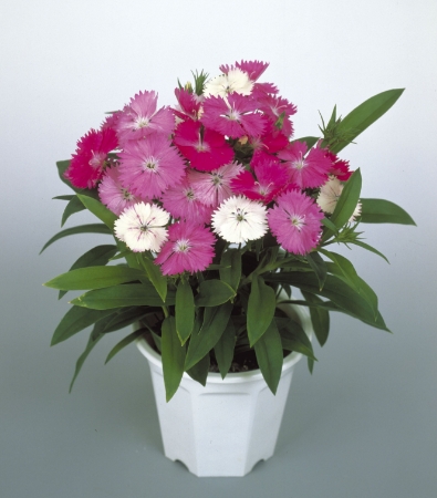 Picture for category Dianthus