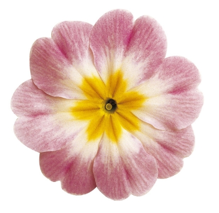 Picture for category Primrose