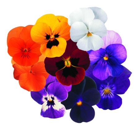 Picture for category Viola