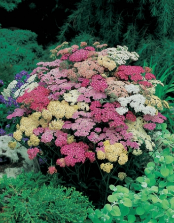Picture for category Achillea