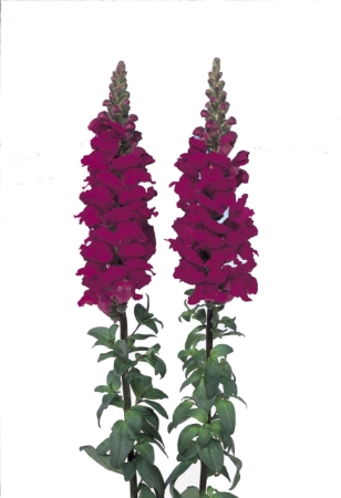 Picture for category Antirrhinum