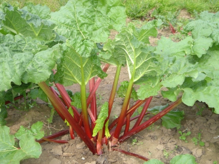 Picture for category Rhubarb