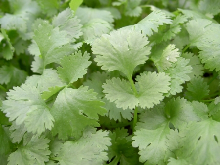 Picture for category Coriander