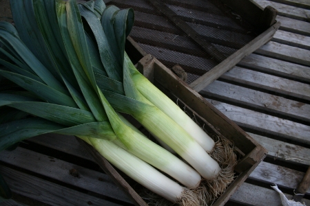 Picture for category Leek