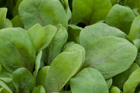 Picture for category Spinach