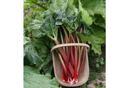 Picture for category Rhubarb