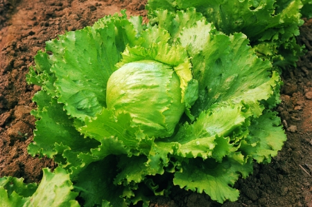 Picture for category Organic Lettuce