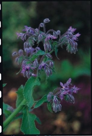 Picture for category Borage