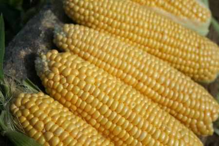 Picture for category Sweet Corn