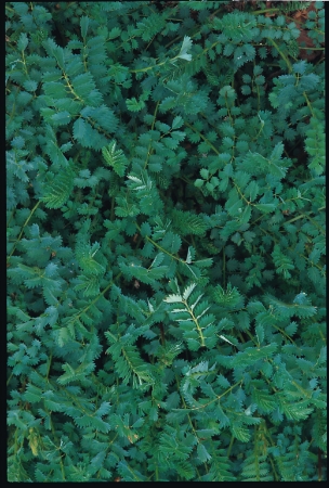 Picture for category Burnet