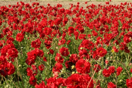 Picture for category Geum