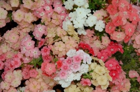 Picture for category Phlox
