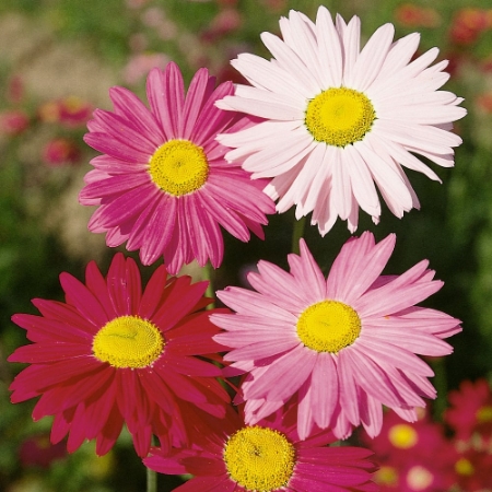 Picture for category Pyrethrum