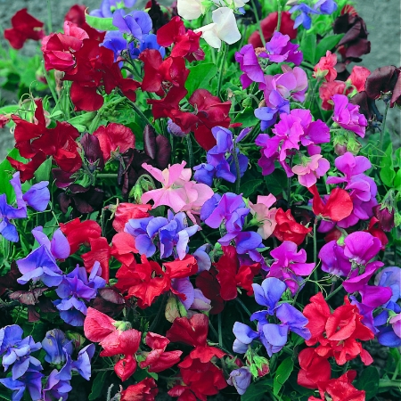 Picture for category Sweet Pea