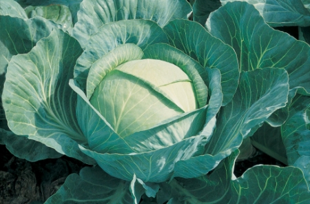 Picture for category Cabbage