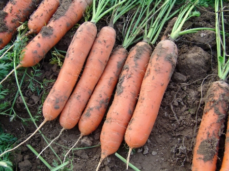 Picture for category Carrot