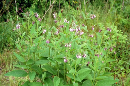 Picture for category Comfrey