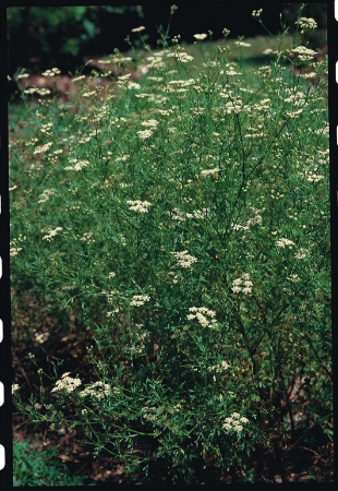 Picture for category Cumin