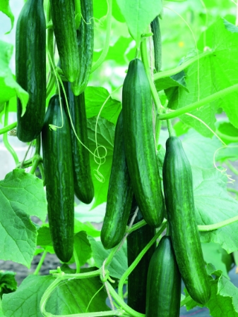 Picture for category Cucumber