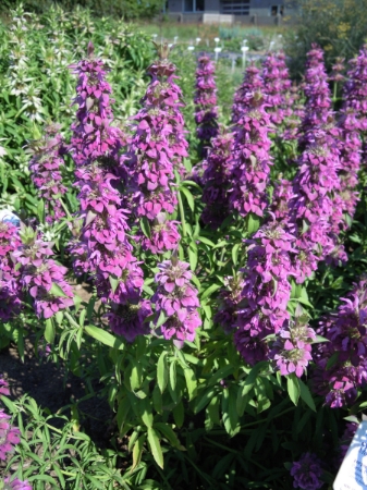 Picture for category Bergamot