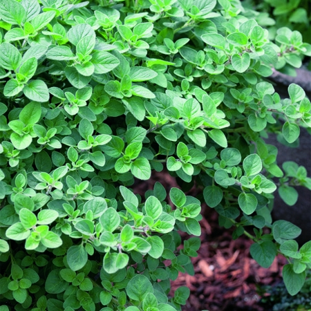 Picture for category Oregano