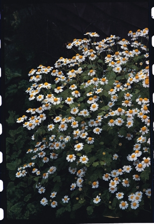 Picture for category Feverfew